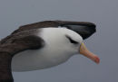 Wandering Albatross in flight